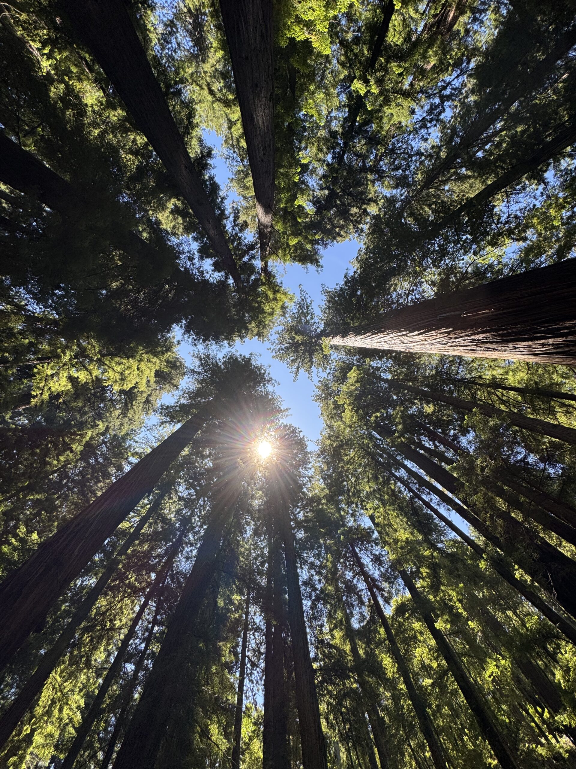 Towering redwood trees growing together beneath sunlight in a forest canopy.