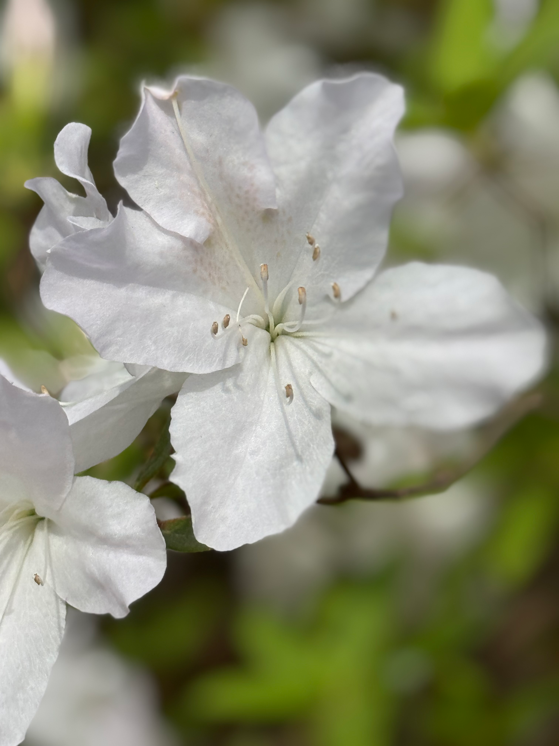 White azalea flower in bloom with blurred greenery behind it.