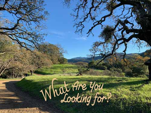 A winding path leads through green hills beneath oak trees with the words “What Are You Looking For?”